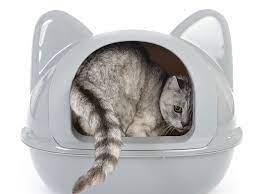 Warum pinkelt sie nicht ins klo oder wie könnte man sie noch stubenrein bekommen? 10 Wirksame Tipps Gegen Unsauberkeit Bei Katzen