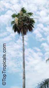 Image result for Washingtonia