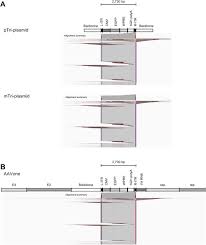 Image result for Black 1998 AAV