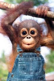 Grease monkey is an automotive service company with locations in the united states and mexico, the. 9 Monkey Obsessed Ideas Animals Beautiful Animals Wild Cute Baby Animals