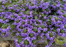 Image result for Scaevola