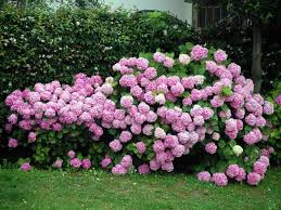 Startseite haus & garten pflanzen hortensien. Ausgezeichnete Hortensienneuheiten Tipps Fur Das Gartenjahr 2013 Von Garten Sc