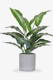 Funarty fake plants artificial greenery small faux plants in white planter, potted plants for windowsills, home, room and office décor (2 packs) 4.4 out of 5 stars 149 $9.99 $ 9. 33 Best Artificial Plants 2021 The Strategist