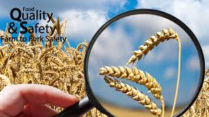 Keeping food safe is a complex process that starts on the farm and ends with the consumer. Food Quality Versus Food Safety Specpage