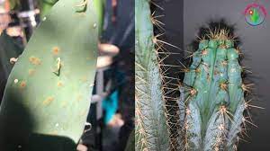 Cleaning and preparing cactus fruits is essential. How To Get Rid Of Brown Spots On Cactus And Prevention Garden For Indoor