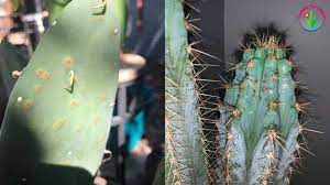 Well you're in luck, because here they come. How To Get Rid Of Brown Spots On Cactus And Prevention Garden For Indoor