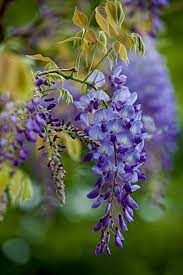 Graceful Wisteria Flowers Nature Beautiful Flowers Beautiful Blooms