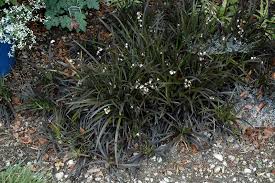 The black leaves start arching as they grow and resemble jet black straps. Black Mondo Grass Ophiopogon Planiscapus Niger In Richmond Fairfax Loudoun Prince William Fredericks Virginia Va At Meadows Farms Nurseries