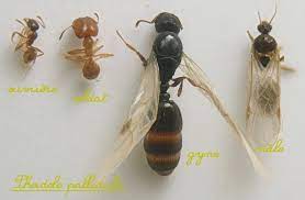 eliminer les fourmis 01 40 38 02 56 eliminer les fourmis paris