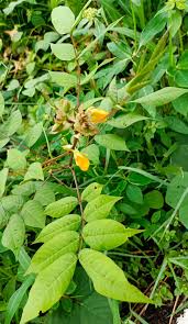 Image result for Senna occidentalis