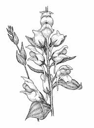 Check spelling or type a new query. Snapdragon Drawing At Paintingvalley Com Explore Collection Of Snapdragon Drawing