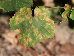 C'est un fongicide de couleur bleue à base de sulfate de cuivre et de chaux. Mildiou L Agriculture Bio Ne Veut Plus Du Cuivre Et De La Bouillie Bordelaise Sciences Et Avenir