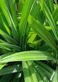 Image result for Pandanus