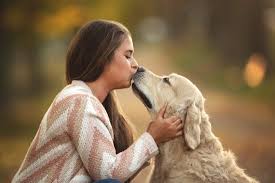 Image result for zlatý retrívr