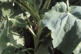 It is not frost tender. Grow Your Own Walking Stick Cape Gazette