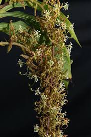 Image result for Cycnium recurvum