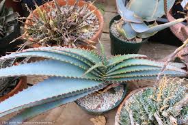 Image result for Aloe suprafoliata