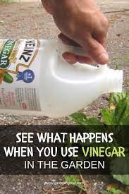 See What Happens When You Use Vinegar In The Garden Garden Remedies Home Vegetable Garden Vinegar Uses