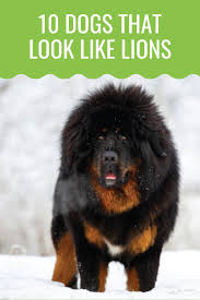 10 dogs that look like lions aka lion dogs barking royalty dogs lion dog dog breeds
