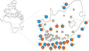 Queen bees watch free online full movies on fmovies. Genetic Diversity And Population Structure Of Two Subspecies Of Western Honey Bees Apis Mellifera L In The Republic Of South Africa As Revealed By Microsatellite Genotyping Peerj