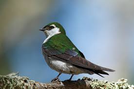 The most common swallow nest box material is metal. Violet Green Swallow Wikipedia
