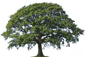 The Oak Tree And The Herbs Tree Happy Little Trees Natural World