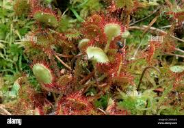 Image result for Droseraceae