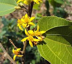 Image result for Grewia decemovulata