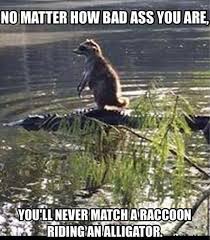 Maybe you would like to learn more about one of these? 31 Funny Pics Of The Random Weird And Kooky Team Jimmy Joe Cute Funny Animals Raccoon Funny Funny Animals