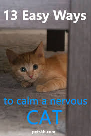 Preventing allergic reactions in cats. How To Sedate A Cat At Home Arxiusarquitectura