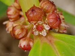 Image result for Bergia capensis