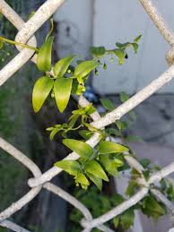 Image result for Asparagus asparagoides