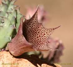 Image result for Huernia levyi