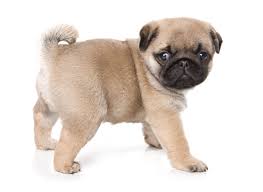 1 Pug Puppies For Sale In Florida