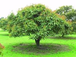 Avocado leaves are saturated with essential oils and contain toxic substances. Avocado Tree Grafted Green Cloud Solutions