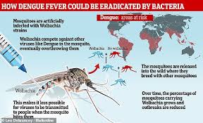 Doctors can diagnose dengue infection with a blood test to check for the virus or antibodies to it. Dengue Fever Could Be Eradicated In Hot Countries By Infecting Mosquitoes With Bacteria Daily Mail Online