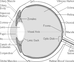 Visual Acuity Refraction Accomodation And Correction Of