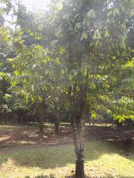 Image result for Annickia