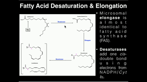 Image result for Fatty Acid