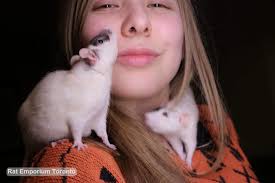 Our Rats are Stars!! — Rat Emporium Toronto