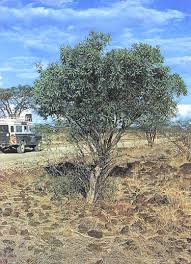 Image result for Oxygonum salicifolium