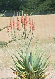 Image result for Aloe littoralis