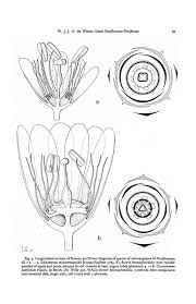 Image result for Schlechterina mitostemmatoides