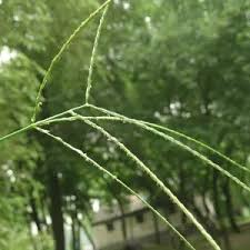Image result for Digitaria pulchra