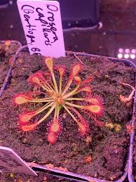 Image result for Drosera natalensis