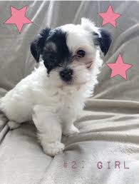 A river that is formed in western pennsylvania and flows westward to become a tributary of the mississippi river. Morkie Puppy Dog For Sale In Canal Fulton Ohio