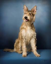 Berger is the french word for shepherd and picardie is the region of france where they originate. Berger Picard France Dog Breeds Herding Dogs Ancient Dogs