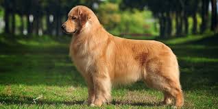 Check spelling or type a new query. Ten Most Ask Questions About Golden Retrievers Doglopedix