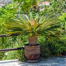 Is your sago palm yellow? Sago Palm Toxicity Healthy Paws
