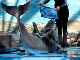 Dolphins Delphine Zeichnen Bilder Delphin 25325